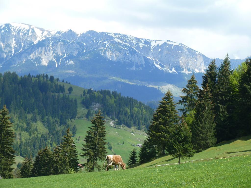 Ranger Chalet Моєчу-де-Сус Номер фото