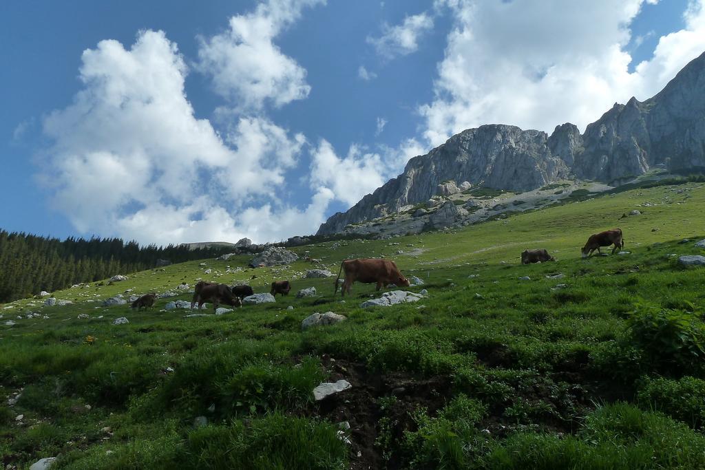 Готель Ranger Chalet Моєчу-де-Сус Номер фото